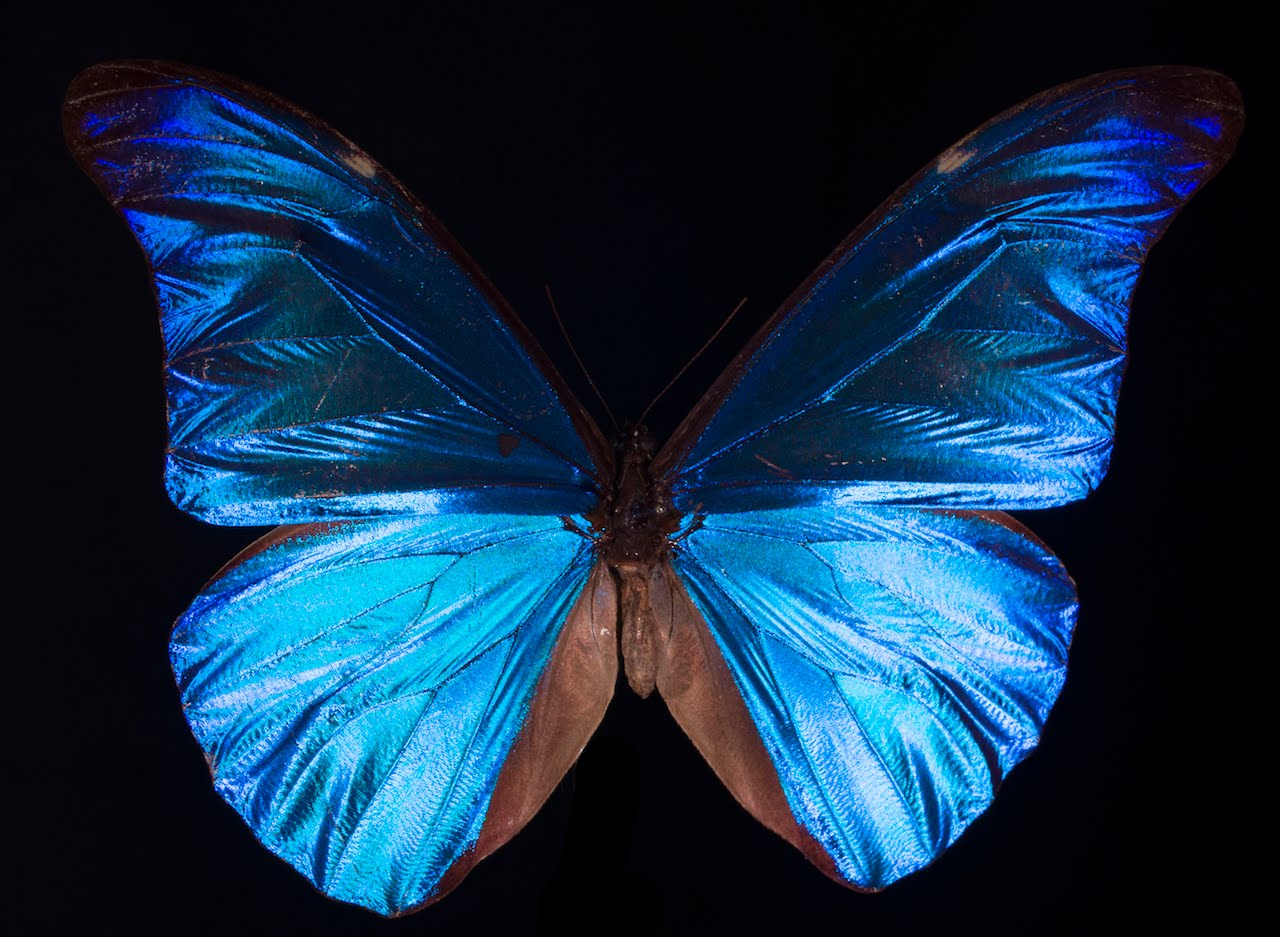 Blue Morpho Salon