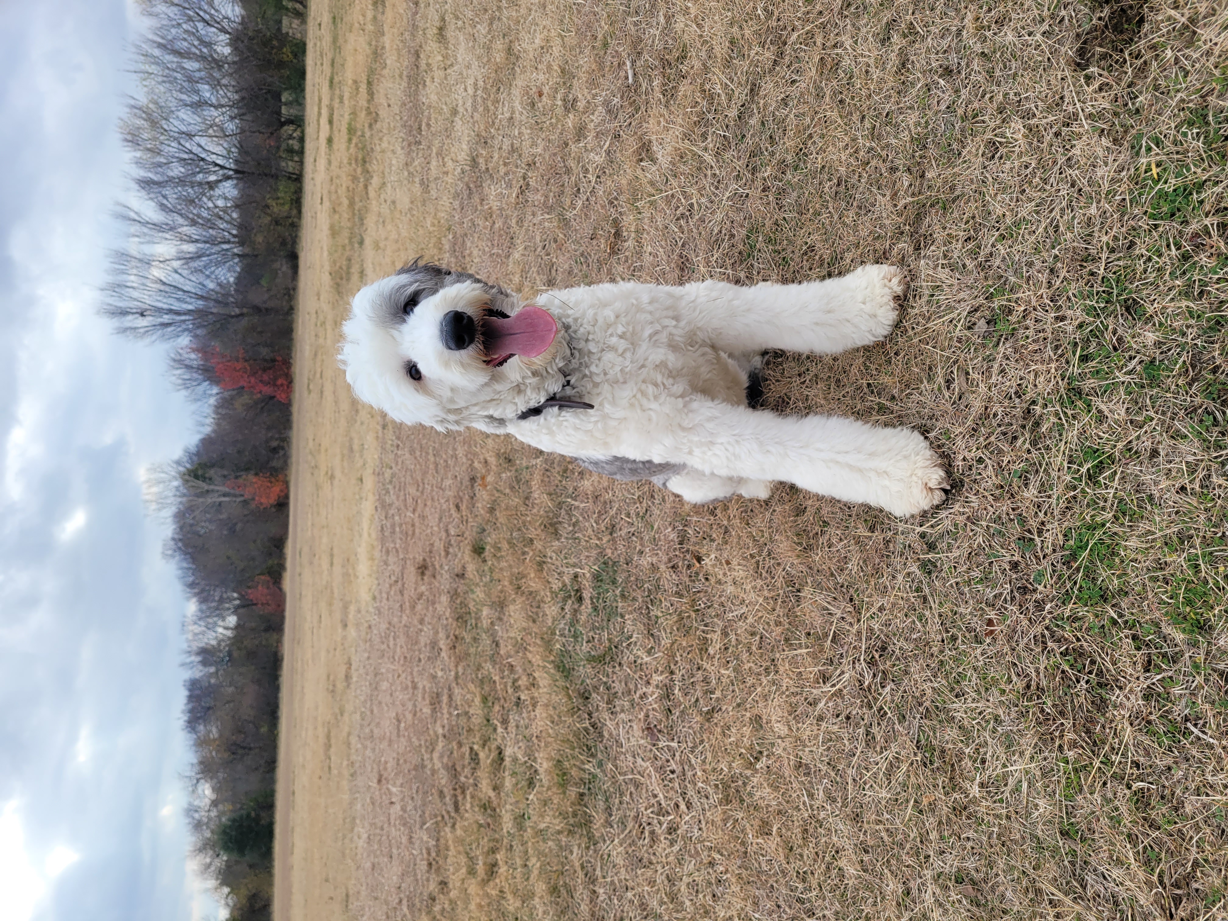 Well Groomed Pets – Keller